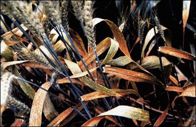 Leaf rust on wheat plants