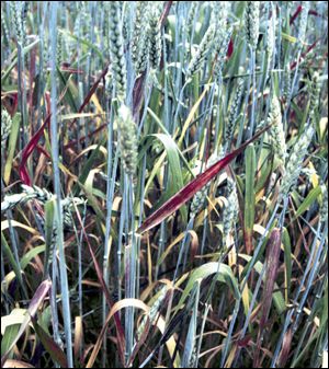 Wheat affected by barley yellow dwarf virus