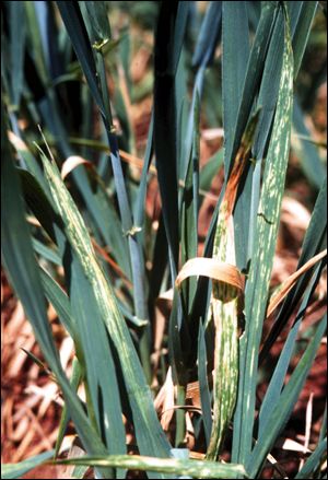 Wheat plant with wheat spindle streak mosaic