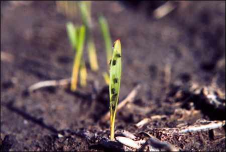 Bird cherry-oat aphids on oat seedling