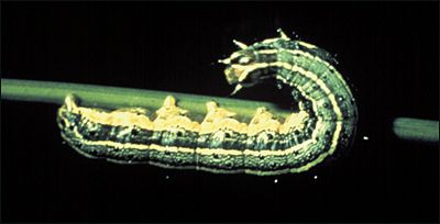 Fall armyworm caterpillar