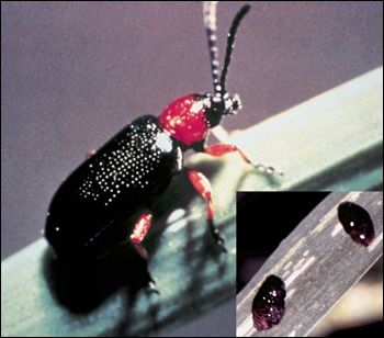 Cereal leaf beetle adult on plant with inset of larvae on a plant