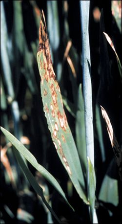 Scald on leaves