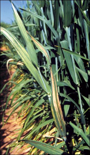 Barley stripe on leaves