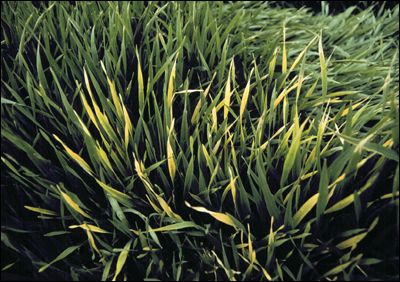 Barley yellow dwarf virus