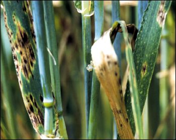 Stagonospora nodorum blotch on barley leaves