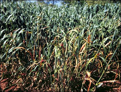 Barley yellow dwarf on oats