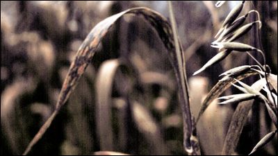 Crown rust on leaves