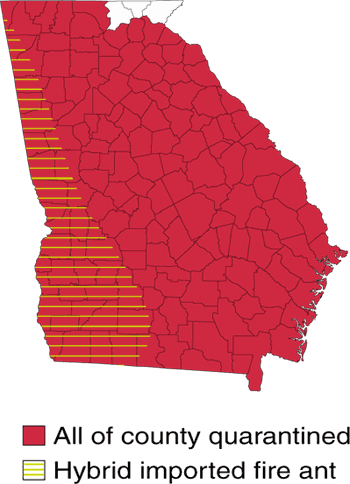 Map of Georgia counties. Almost all the counties, except the most northeastern counties, have all of county quarantined. Along the western part of the state also have hybrid imported fire ants.