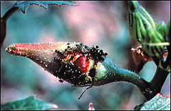 Okra with ants on the bud