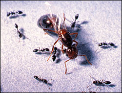 Little black ants attacking a fire ant queen