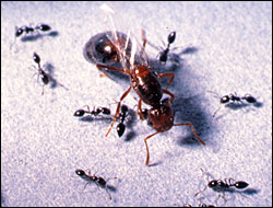 Fire Ants Q&A  N.C. Cooperative Extension