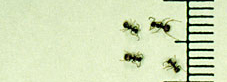 Forelius ants