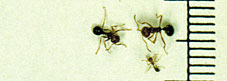 Imported fire ants
