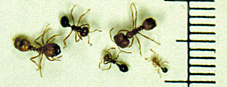 Native fire ants