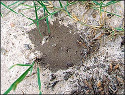 Little black ant nest