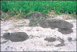 Native fire ant mound