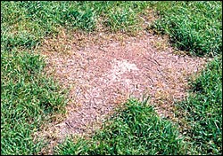 Red harvester ant nest