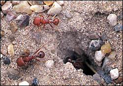 Red harvester ants