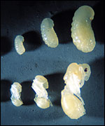 Ant larvae