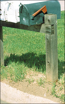 Ant mound around the base of a mailbox