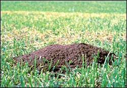 Fire ant mound