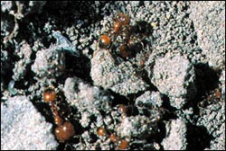 Native fire ants