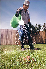 watering a mound