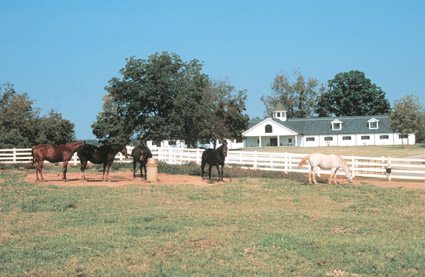 photo of horses in a fenced in pasture