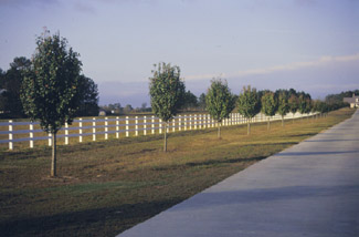 Example of a PVC rail 
 fence