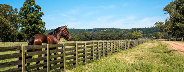 photo of horse in a fenced pasture