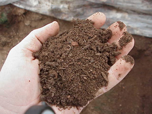 Hand holding compost