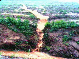 Runoff flowing into a stream.