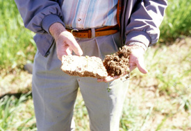 Comparison of crusted soil to normal soil