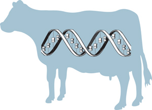 Outline of a cow with DNA drawn on