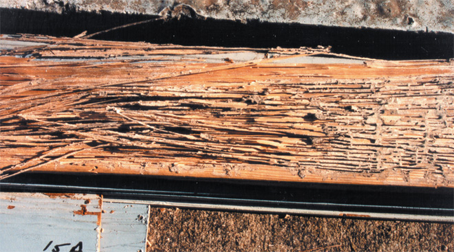 termite galleries in wood