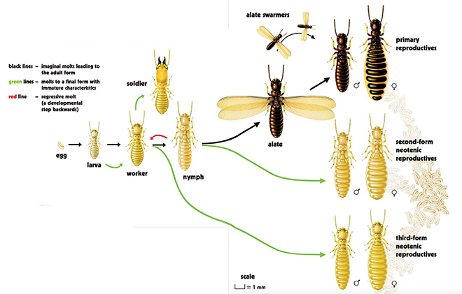 termite life cycle diagram showing caste pathways. all termites go from egg to larva to worker, which may be final. workers may become soldiers or third-form neotenic reproductives, which are final stages, or nymphs which may be permanent, go on to another caste, or regress to worker. nymphs may become second-form neotenic reproductives or alates. alates swarm then become primary reproductives.