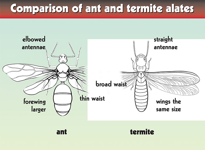 Comparison of ant and termite. Ants have elbowed antennae, thin waists, and larger forewings. Termites have straight antennae, broad waists, and wings the same size.
