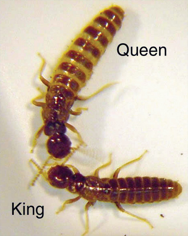 termite queen and king