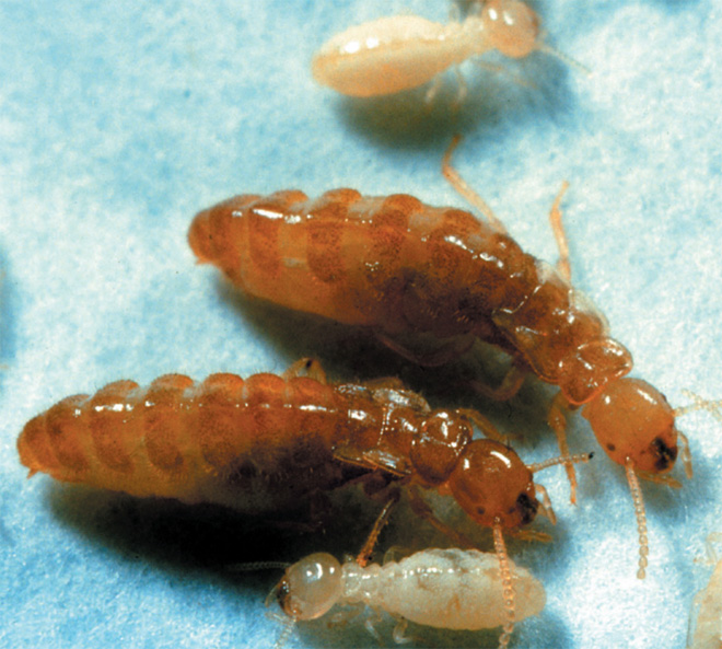 female neotenic reproductive termites