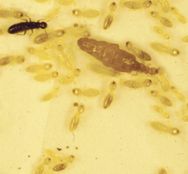 female neotenic reproductive termite and a male primary reproductive, which is smaller