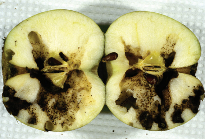 cross section of termite feeding in an apple