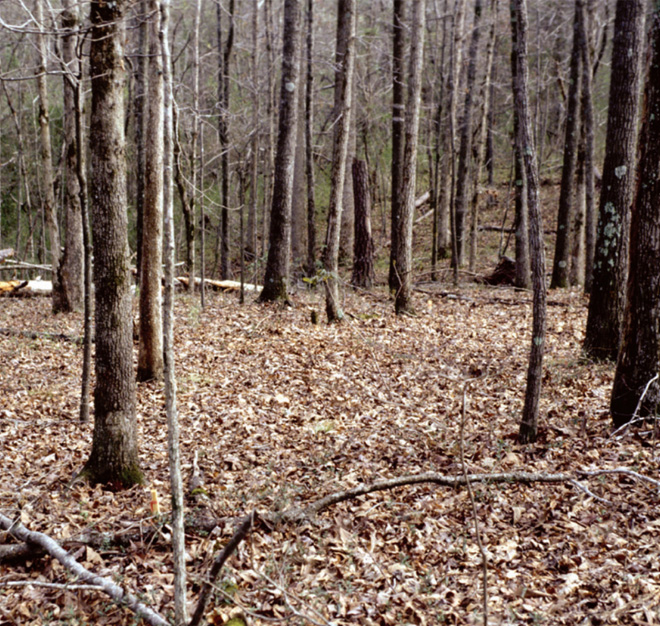 wooded area with dried leaf cover on the groung