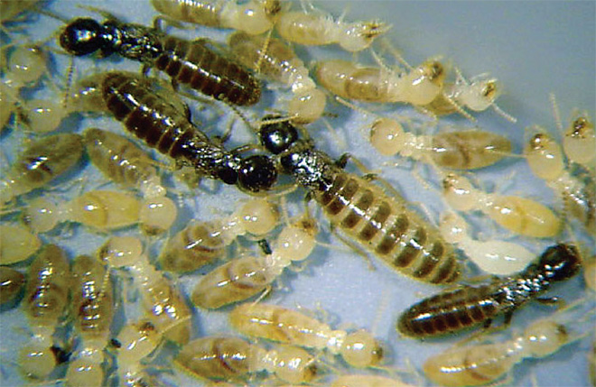 termite workers, kings, and queen