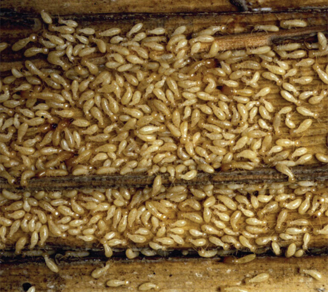 worker termites swarming on wood