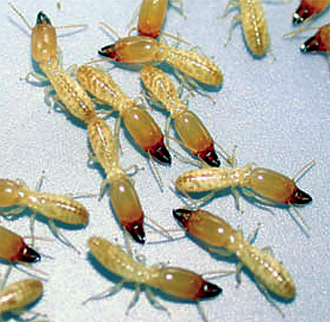 soldier termites