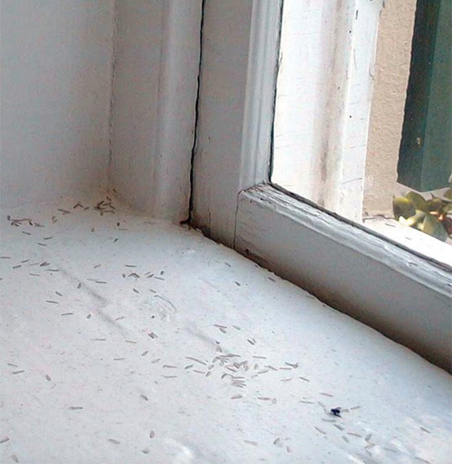 shed termite wings on windowsill