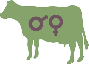 cow illustration