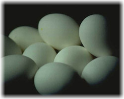 eggs