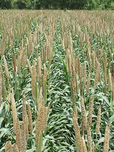 Figure 1. A closed canopy from proper row spacing provides weed control and results in higher yield.